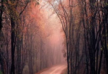 阿根廷勇士登顶：网球赛场上的男单冠军传奇